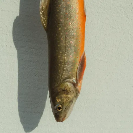 Schulhaus Tirol Zellberg